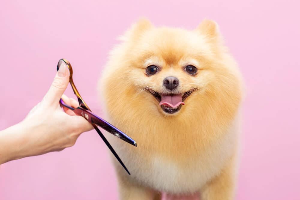 how-to-start-a-dog-grooming-business-the-complete-guide-octopos